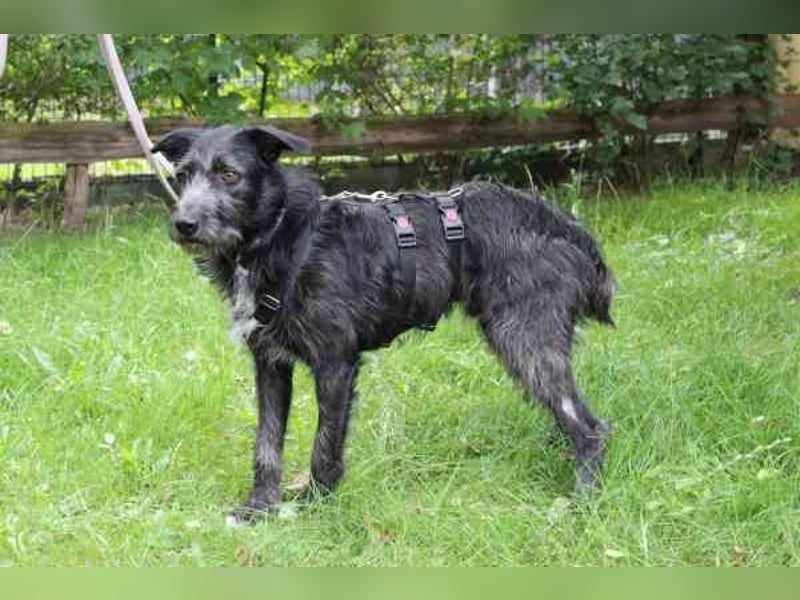 Winnie, Jagdhund-Schnauzer-Mix, geb. 2024, su. hundeerfahrene Menschen, die wissen wie man mit ängli