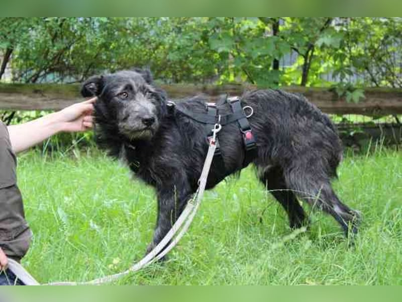 Winnie, Jagdhund-Schnauzer-Mix, geb. 2024, su. hundeerfahrene Menschen, die wissen wie man mit ängli
