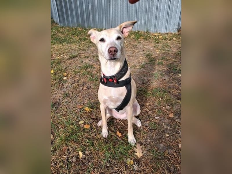 Gwenny u. Gilda, Jagdhundmixe, geb. 2015, die wollen zusammenbleiben