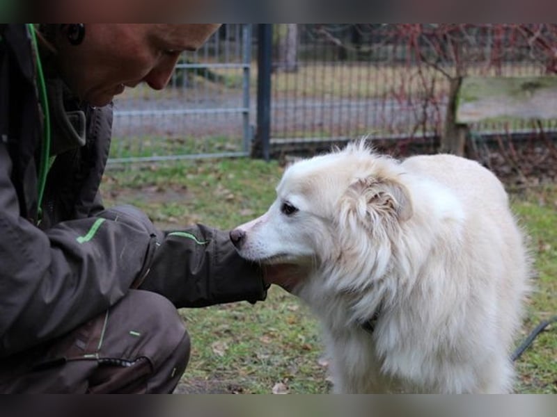 Moyo, Sheltie Mix, geb. 2019, möchte Vertrauen aufbauen und endlich ein Zuhause genießen