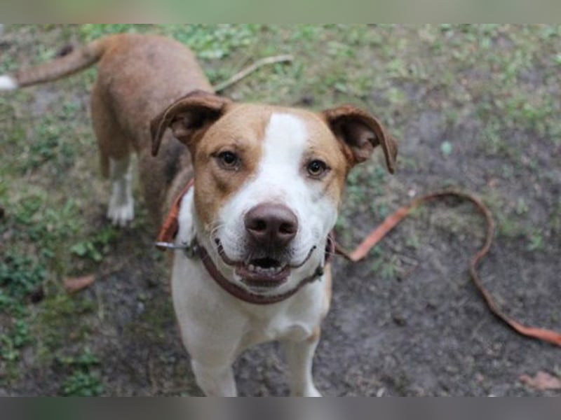 Maxi, Mischling, geb. 2024 , toller Familienhund