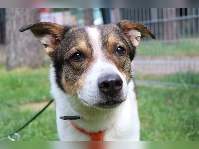 Bobby, Hütehund-Mix, geb. 2015, sensibler Rüde su. einfühlsame, ruhige Menschen