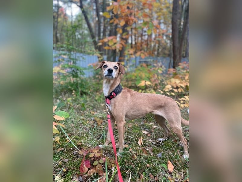 Gwenny u. Gilda, Jagdhundmixe, geb. 2015, die wollen zusammenbleiben