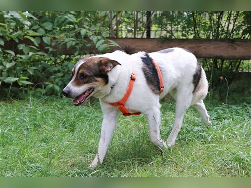 Bobby, Hütehund-Mix, geb. 2015, sensibler Rüde su. einfühlsame, ruhige Menschen