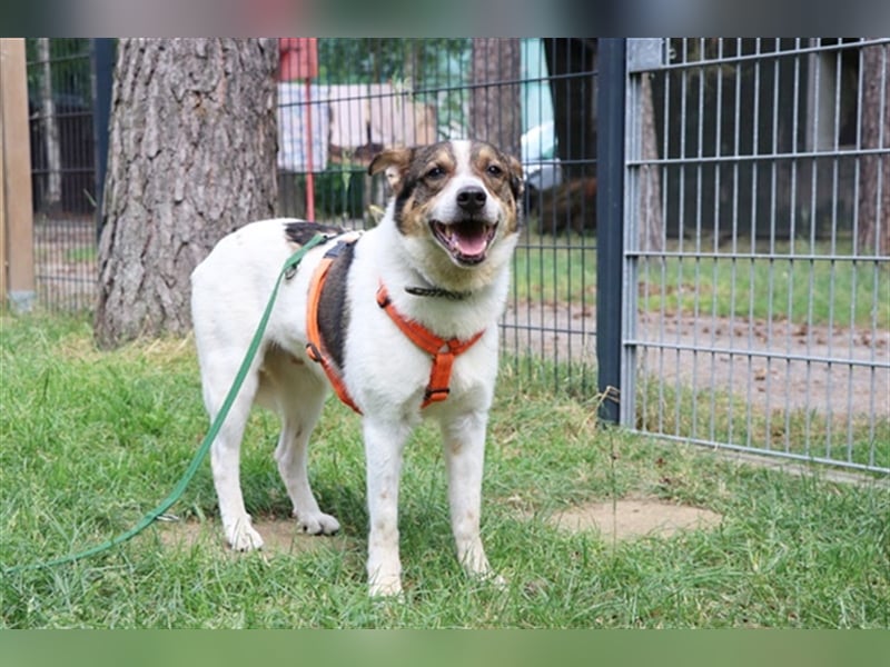 Bobby, Hütehund-Mix, geb. 2015, sensibler Rüde su. einfühlsame, ruhige Menschen