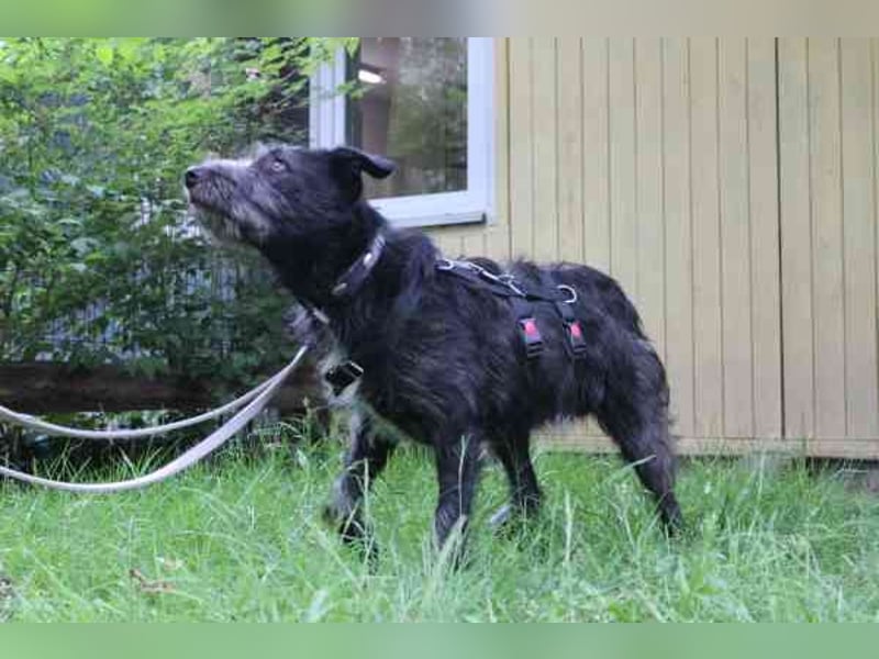 Winnie, Jagdhund-Schnauzer-Mix, geb. 2024, su. hundeerfahrene Menschen, die wissen wie man mit ängli