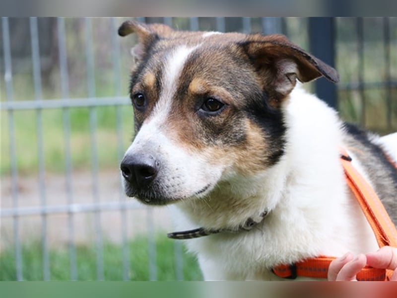 Bobby, Hütehund-Mix, geb. 2015, sensibler Rüde su. einfühlsame, ruhige Menschen