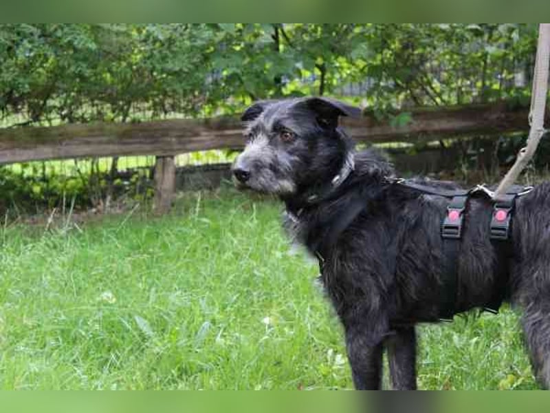 Winnie, Jagdhund-Schnauzer-Mix, geb. 2024, su. hundeerfahrene Menschen, die wissen wie man mit ängli