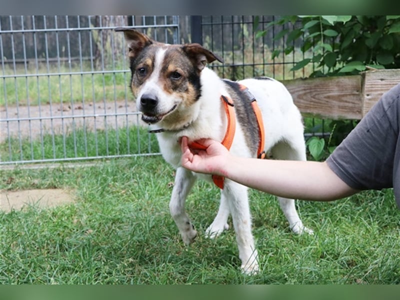 Bobby, Hütehund-Mix, geb. 2015, sensibler Rüde su. einfühlsame, ruhige Menschen