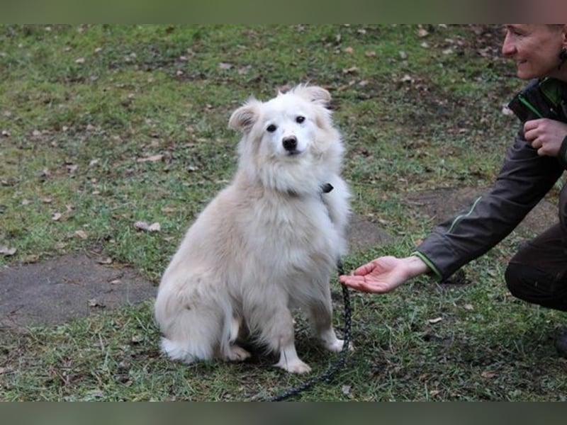 Moyo, Sheltie Mix, geb. 2019, möchte Vertrauen aufbauen und endlich ein Zuhause genießen