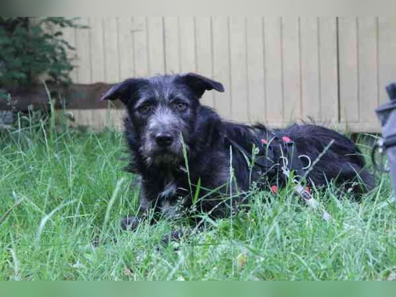 Winnie, Jagdhund-Schnauzer-Mix, geb. 2024, su. hundeerfahrene Menschen, die wissen wie man mit ängli