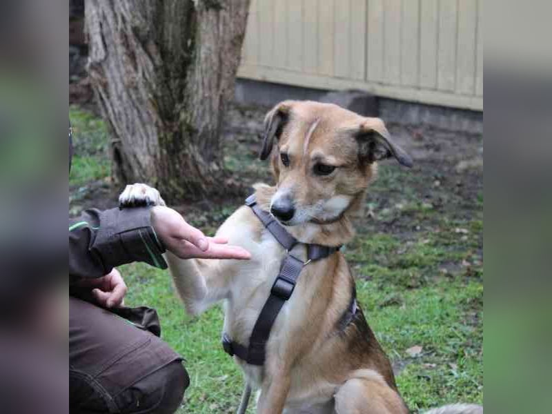 Igor, Mischling, geb. 2018, ruhig, klug und bereit für sein Zuhause