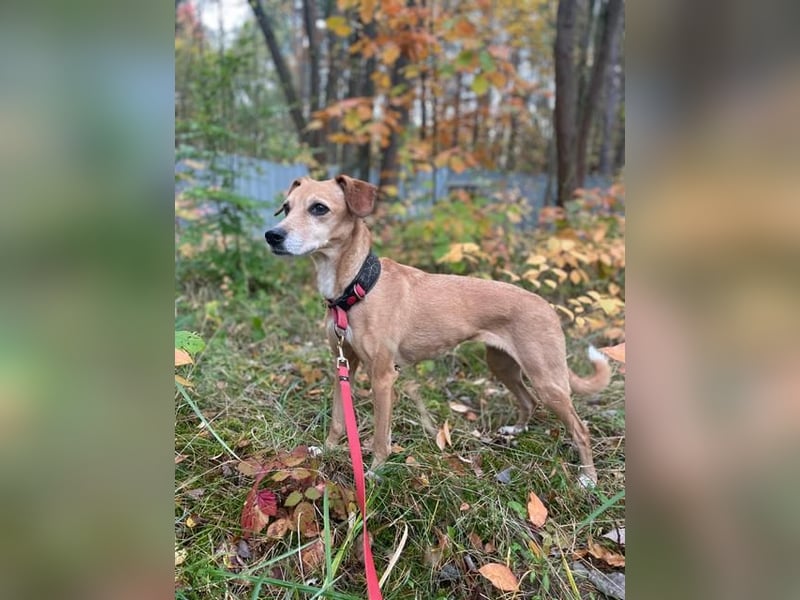 Gwenny u. Gilda, Jagdhundmixe, geb. 2015, die wollen zusammenbleiben