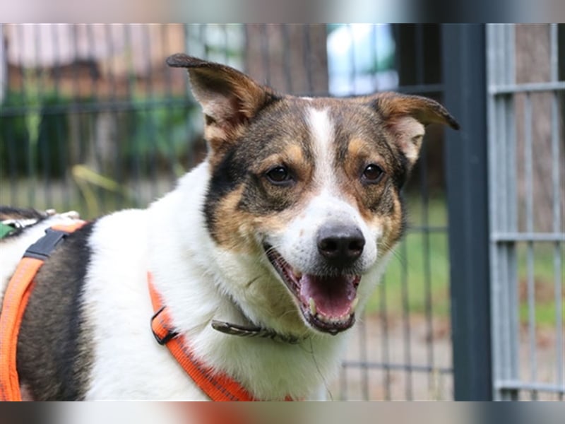 Bobby, Hütehund-Mix, geb. 2015, sensibler Rüde su. einfühlsame, ruhige Menschen