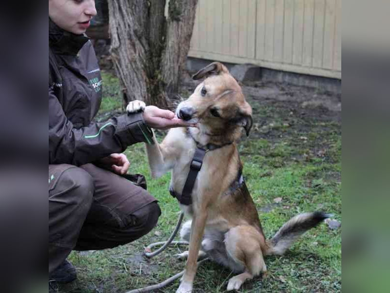 Igor, Mischling, geb. 2018, ruhig, klug und bereit für sein Zuhause