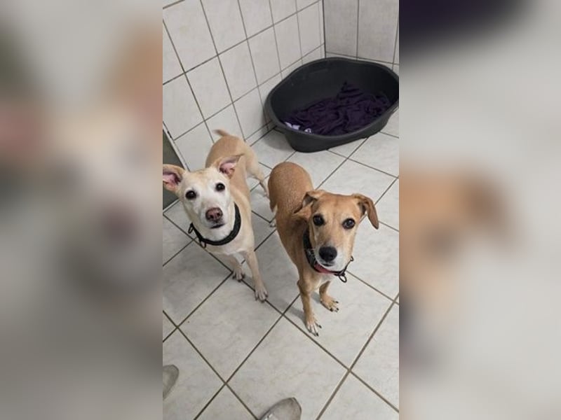 Gwenny u. Gilda, Jagdhundmixe, geb. 2015, die wollen zusammenbleiben