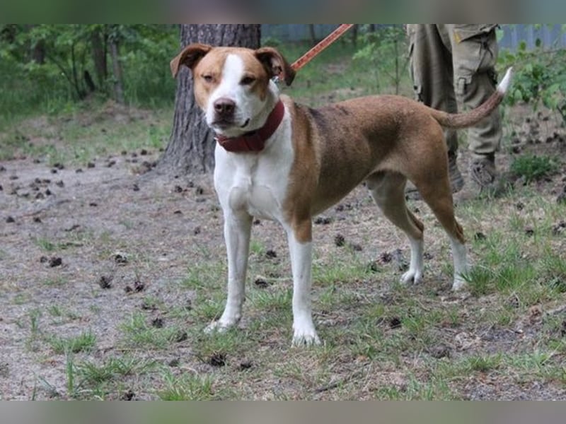 Maxi, Mischling, geb. 2024 , toller Familienhund