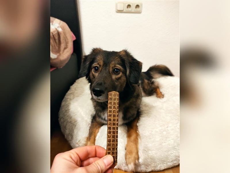 Hündin Ayana sucht Herzensmenschen