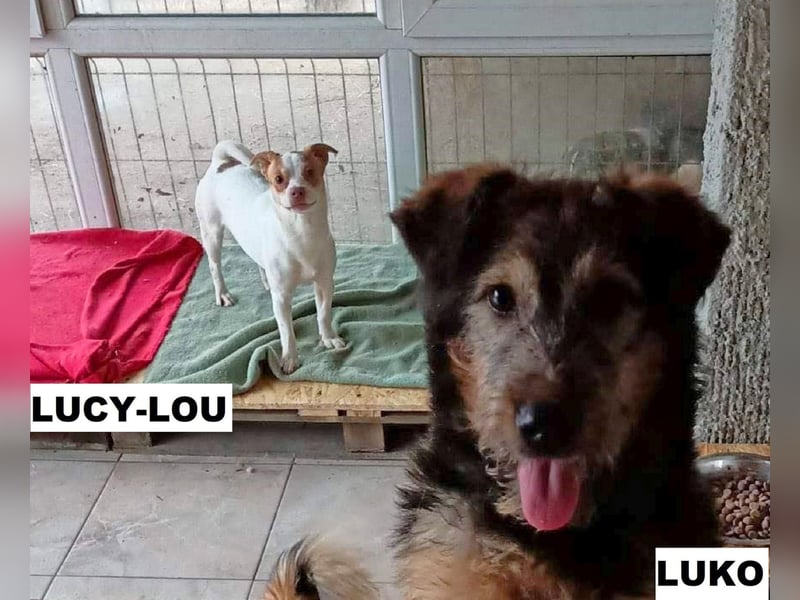 Luko sucht liebe Menschen