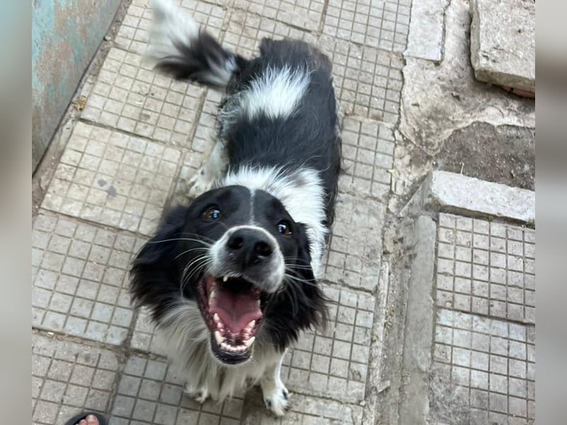 Ellis - freundlich und neugierig