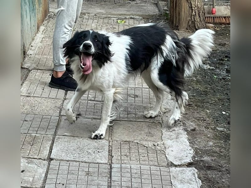 Ellis - freundlich und neugierig