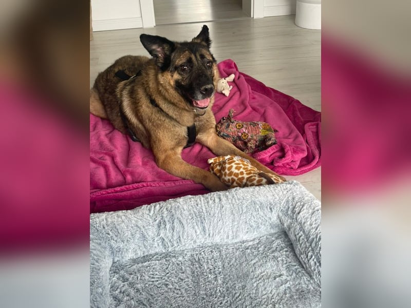 Leo - sucht sein Happy End