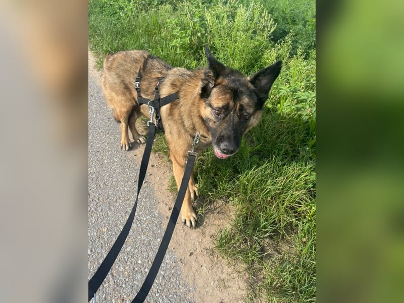 Leo - sucht sein Happy End