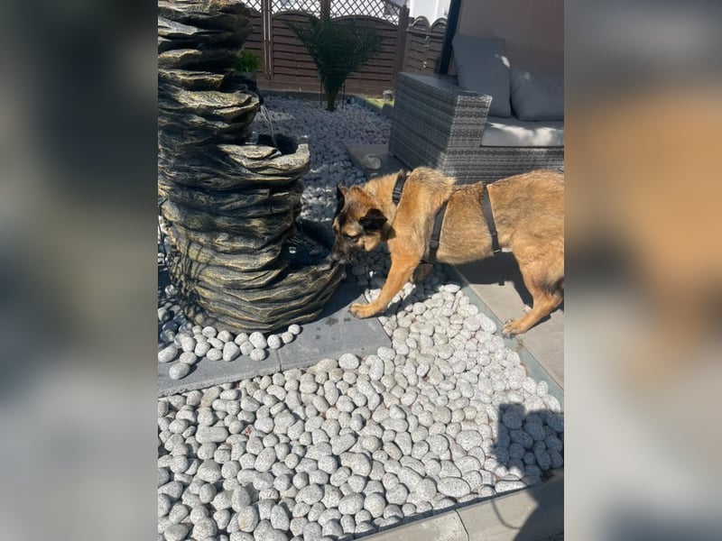 Leo - sucht sein Happy End