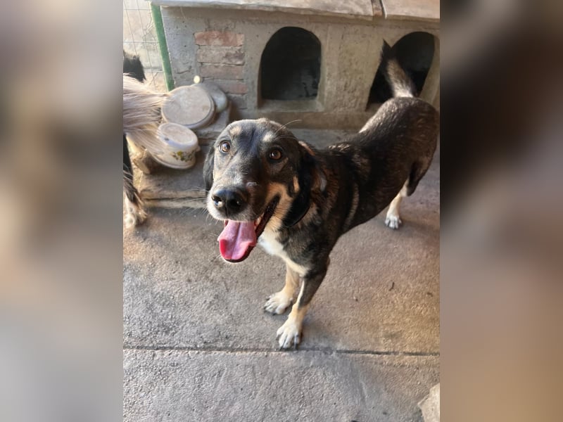 Bailey- gutmütig und liebevoll