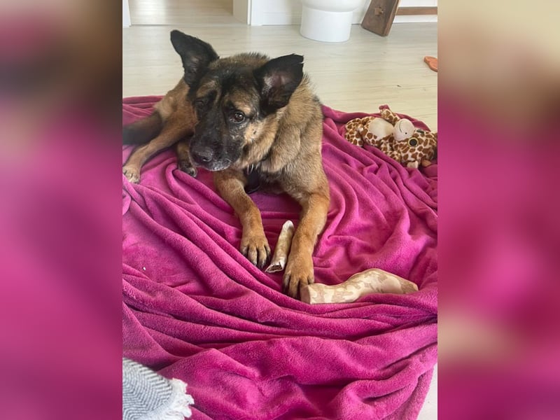 Leo - sucht sein Happy End