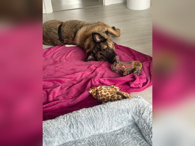 Leo - sucht sein Happy End