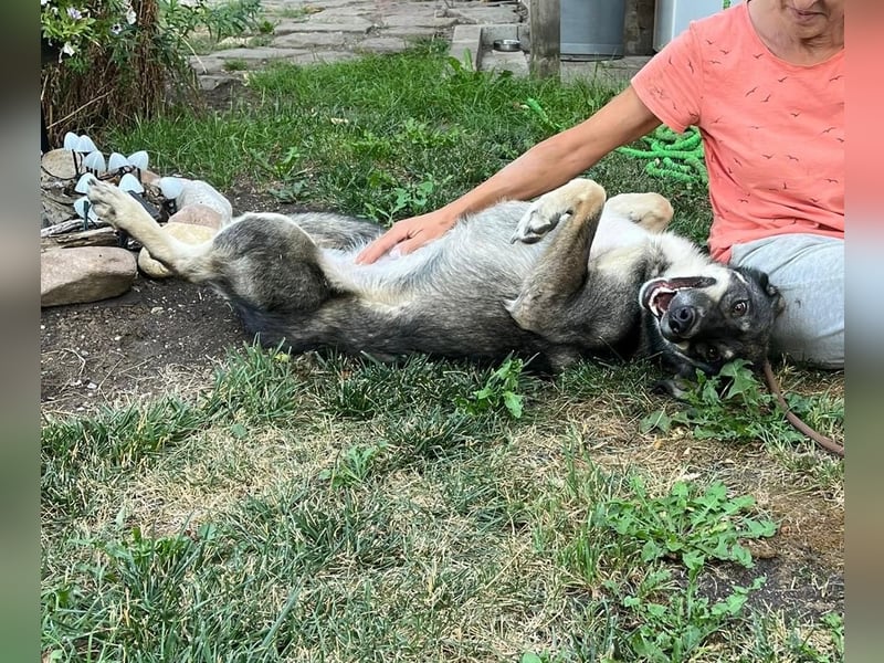 Bailey- gutmütig und liebevoll