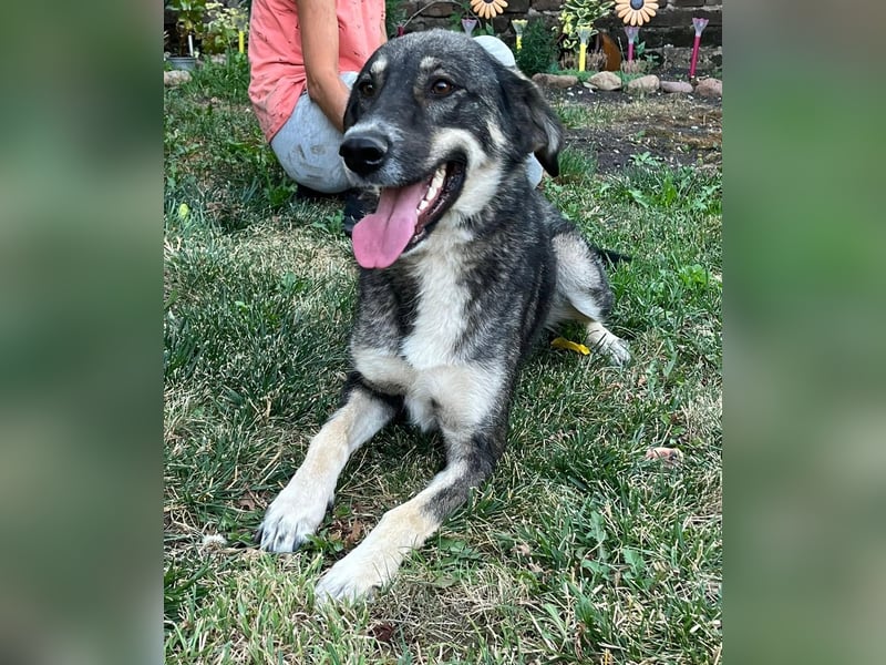Bailey- gutmütig und liebevoll