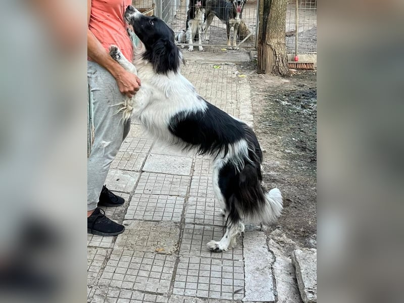 Ellis - freundlich und neugierig