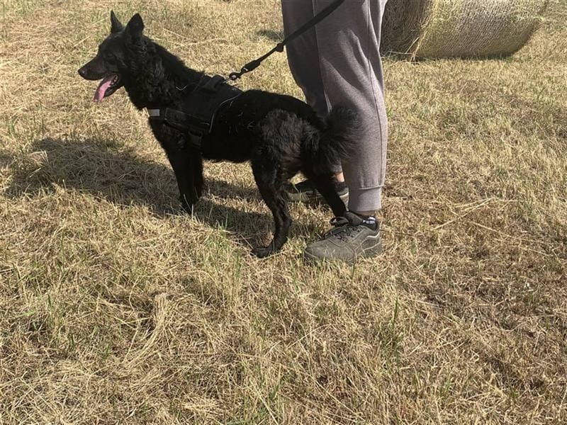 Pumukli, bezaubernde zutrauliche Lakritznase