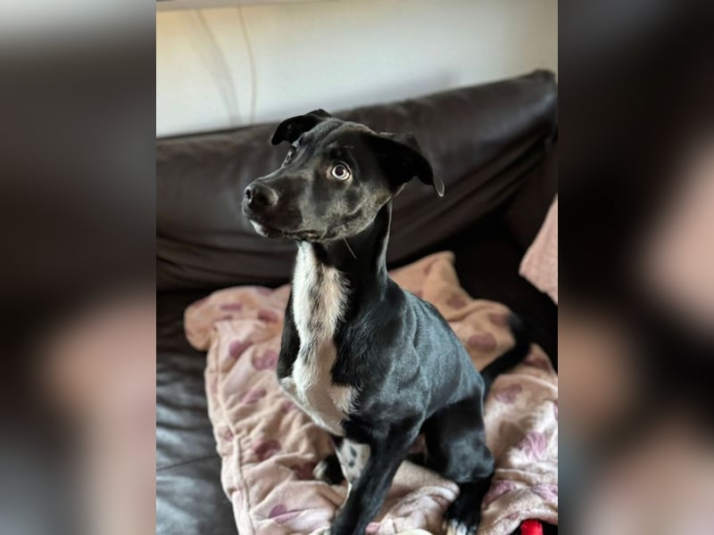 Tito such ein Für-immer-Zuhause