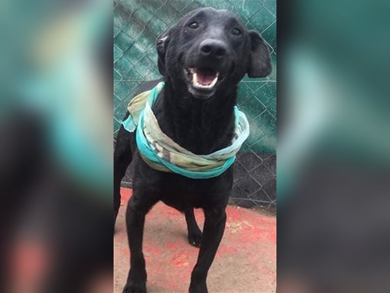 BENI, süßer Schmuser sucht kuschelfreudige Familie