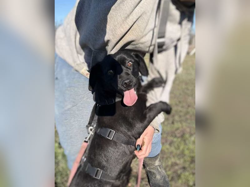 Mila sucht Deine Hilfe