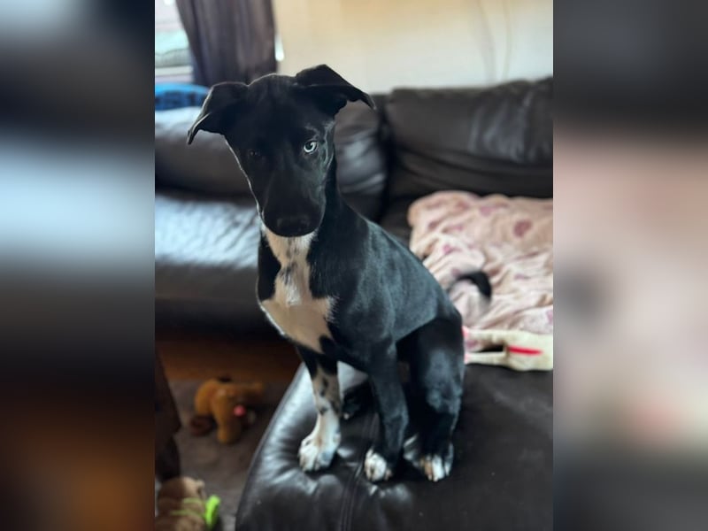 Tito such ein Für-immer-Zuhause