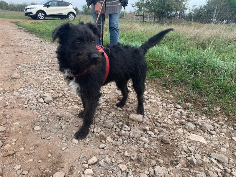 Zola wartet genau auf DIch