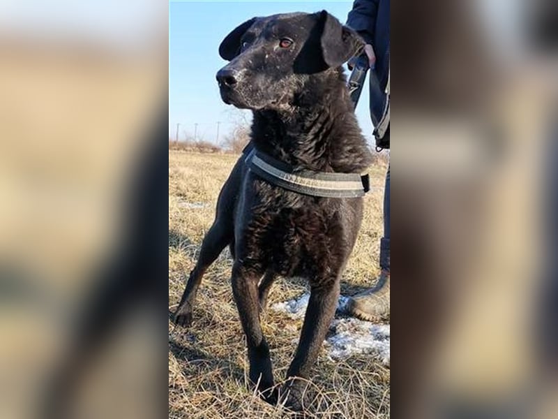 BENI, süßer Schmuser sucht kuschelfreudige Familie