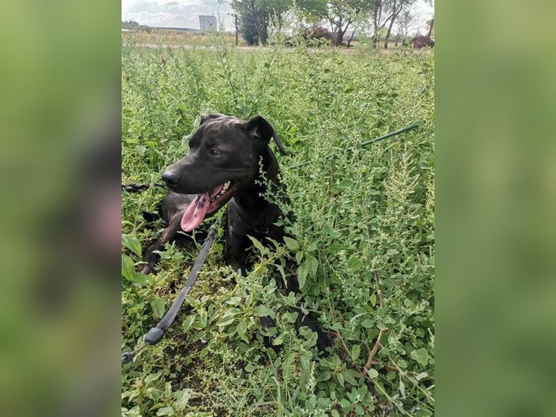 Snickers, süße Lakritznase sucht kuscheliges Körbchen