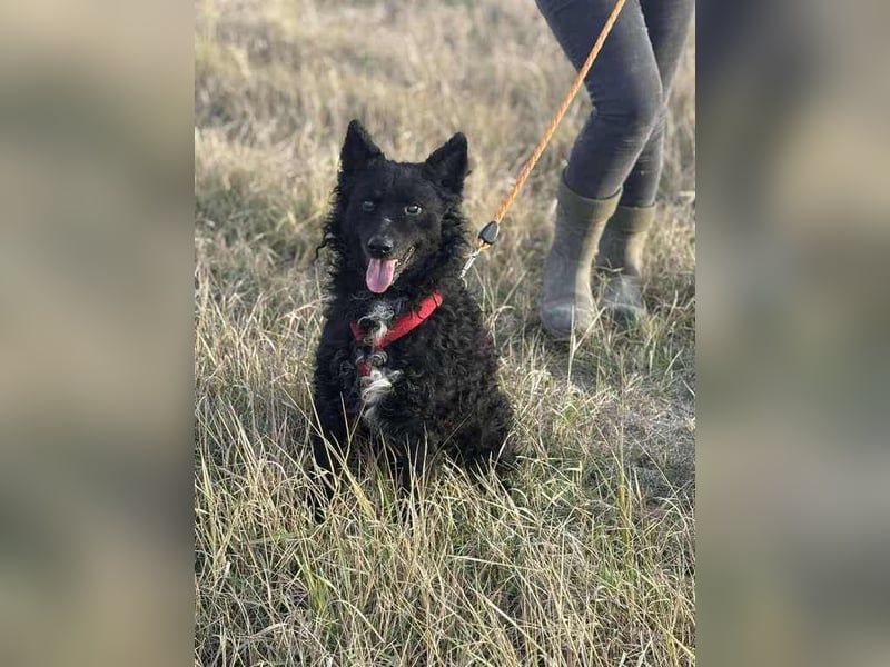 Bogar - ein Herz auf vier Pfoten sucht ein neues Zuhause.