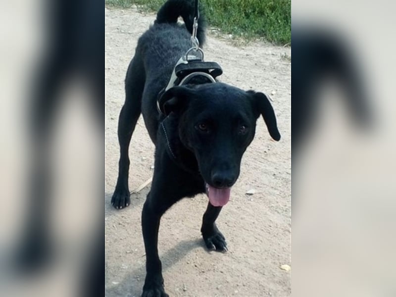 BENI, süßer Schmuser sucht kuschelfreudige Familie