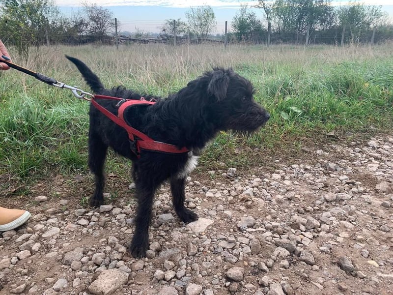 Zola wartet genau auf DIch