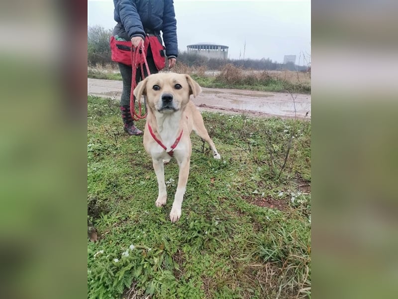 Indigo, sucht liebe und aktive Familie