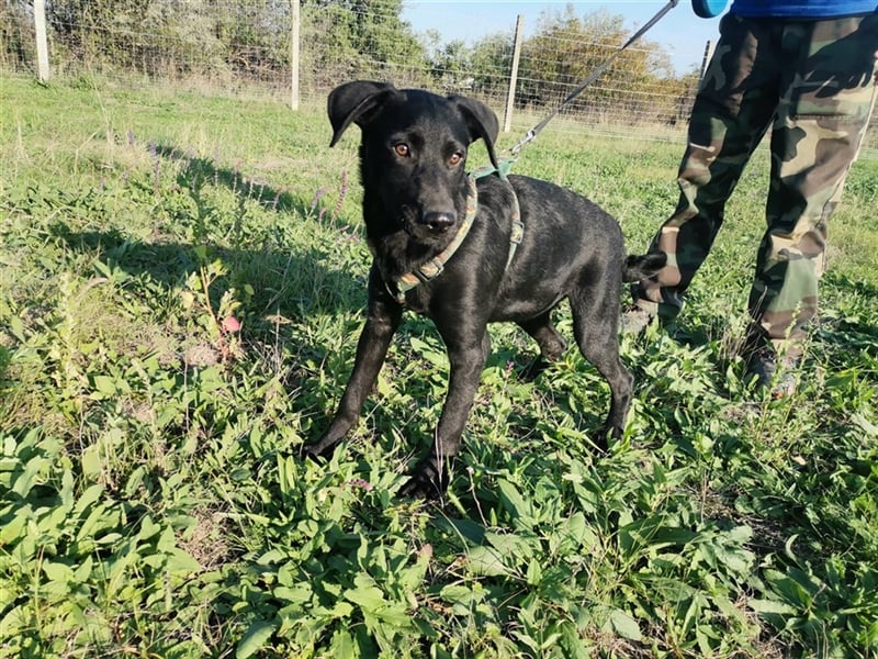 Forest, sucht eine liebevolle Familie