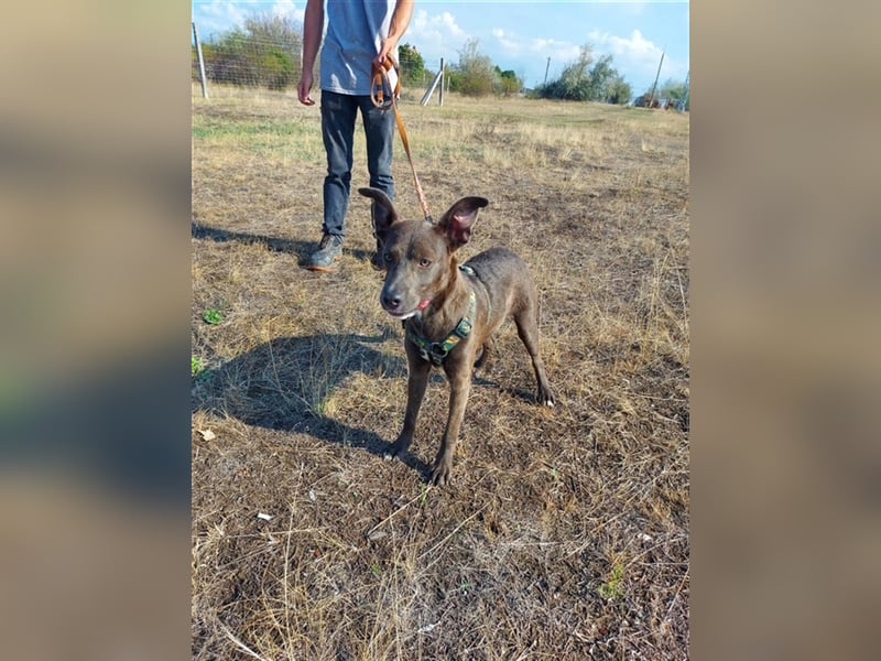 Nina, Fellnase sucht kuscheliges Körbchen (mit Videos)