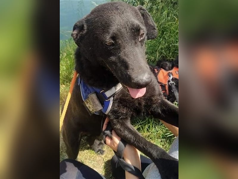 BENI, süßer Schmuser sucht kuschelfreudige Familie