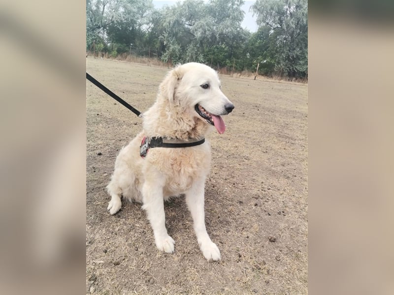 Matrona – sehr menschenbezogene hübsche Maus